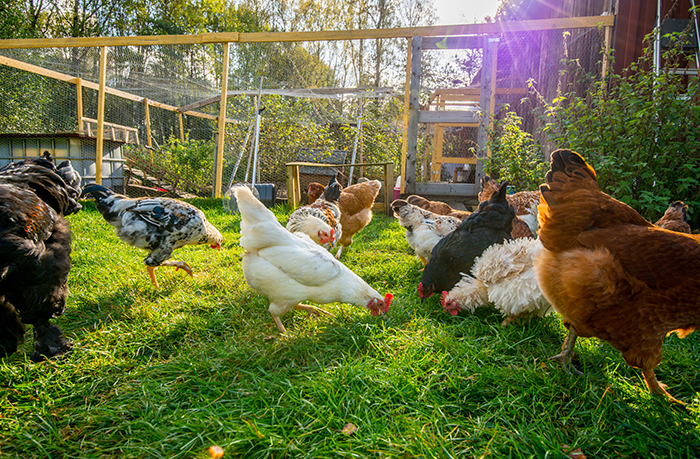 La menace de la grippe aviaire