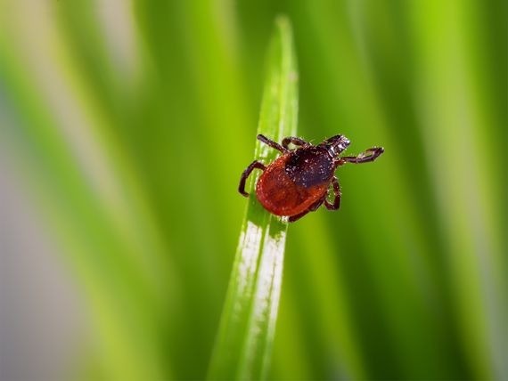 Élargissement de la zone à risque - Maladie de Lyme - Laurentides