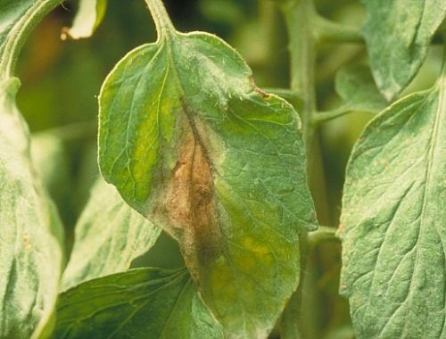 RECONNAÎTRE ET PRÉVENIR LE MILDIOU DE LA TOMATE ET DE LA POMME TERRE